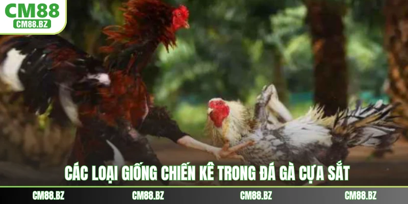 Các loại giống chiến kê trong đá gà cựa sắt