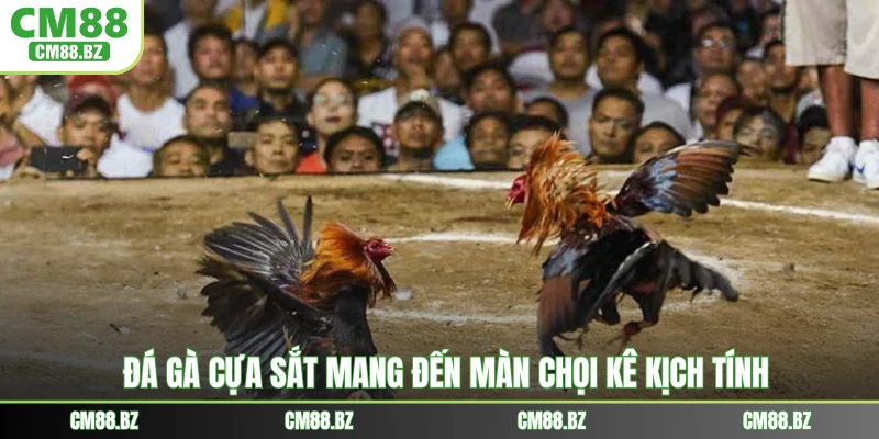 Đá gà cựa sắt mang đến màn chọi kê kịch tính