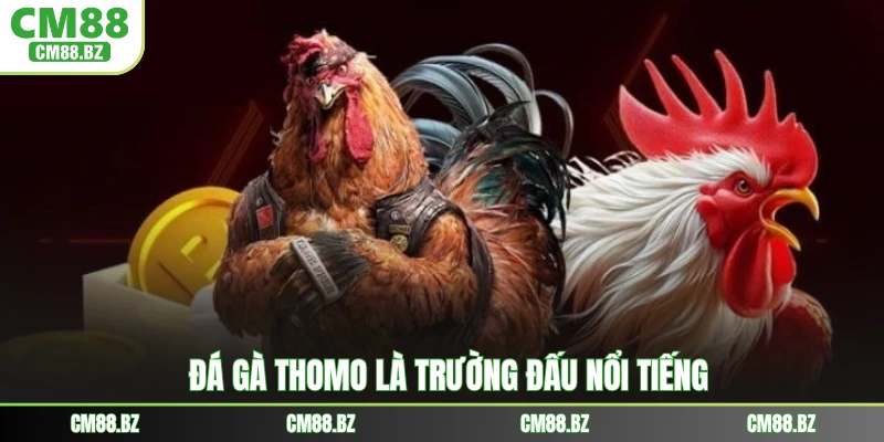 Đá gà Thomo là trường đấu nổi tiếng
