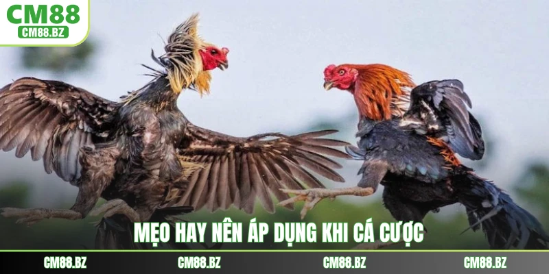 Mẹo hay nên áp dụng khi cá cược