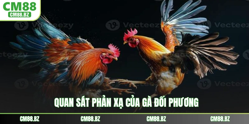 Quan sát phản xạ của gà đối phương